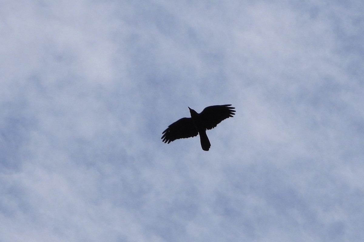 Carrion Crow - ML646259018