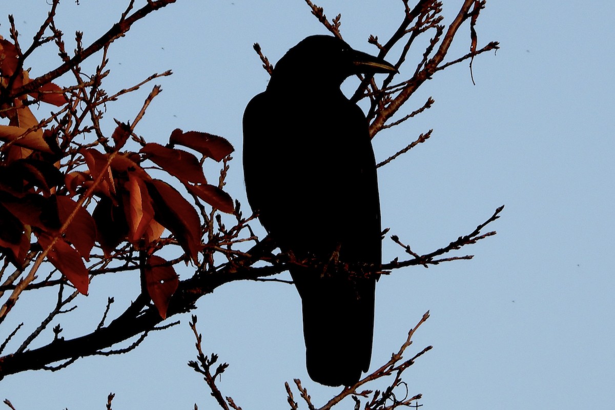 Carrion Crow - ML646259019