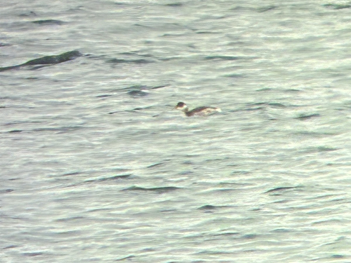 potápka černokrká - ML646259021