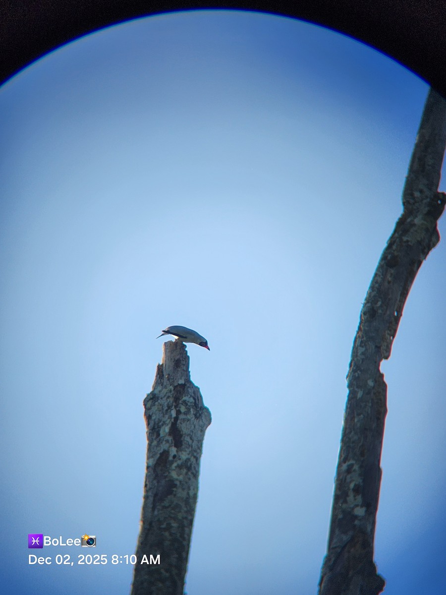 Masked Tityra - ML646259022