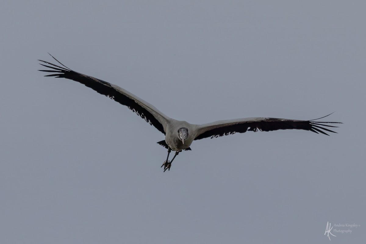 Wood Stork - ML646259023