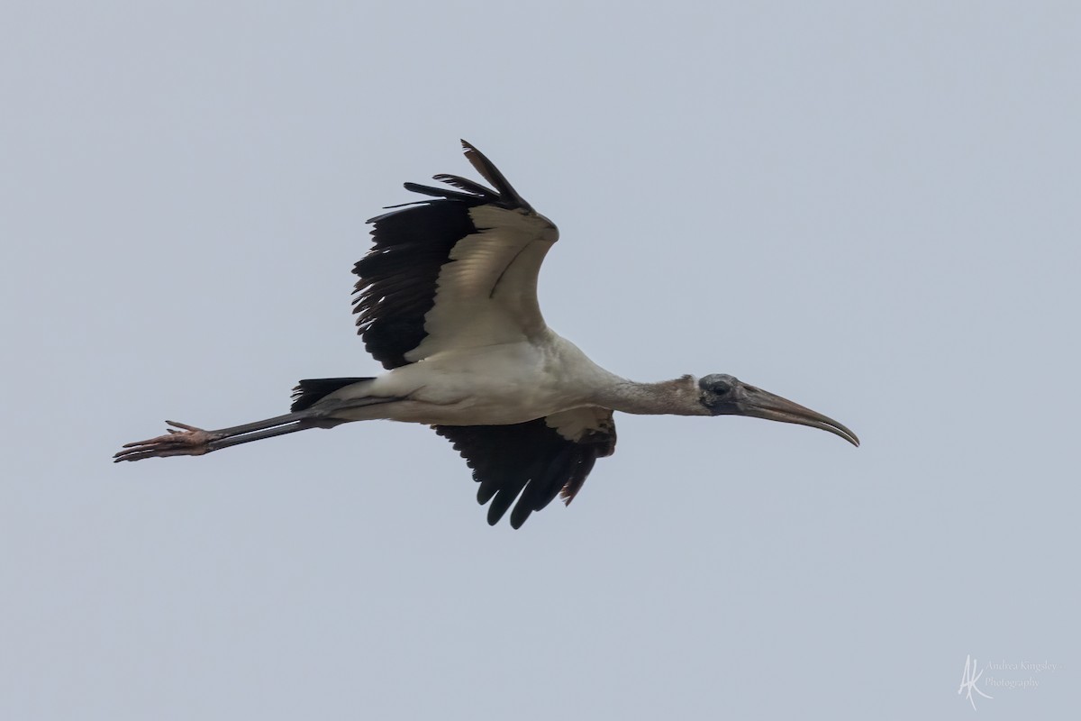 Wood Stork - ML646259024