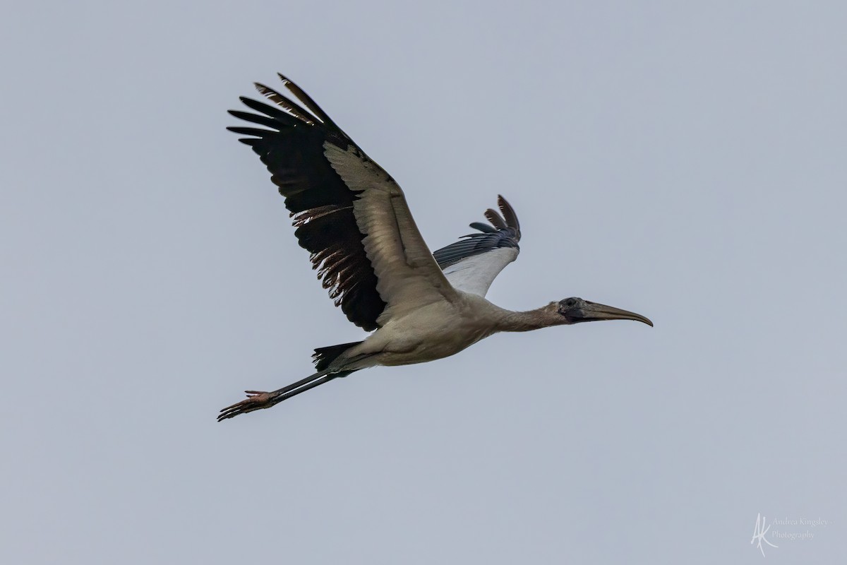 Wood Stork - ML646259025