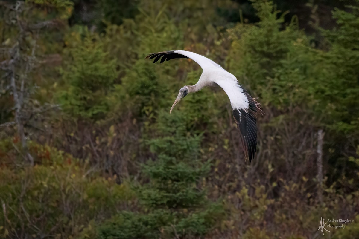 Wood Stork - ML646259026