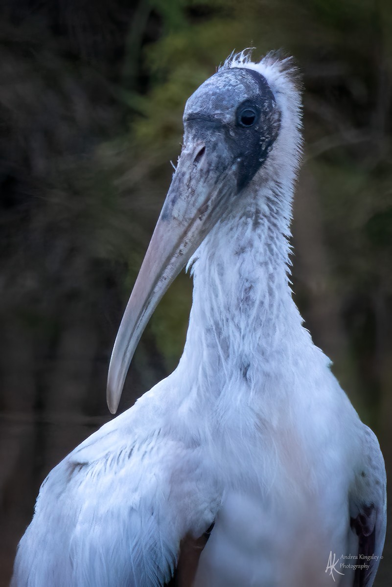 Wood Stork - ML646259027