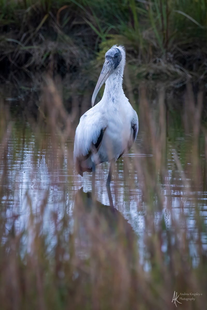 Wood Stork - ML646259028