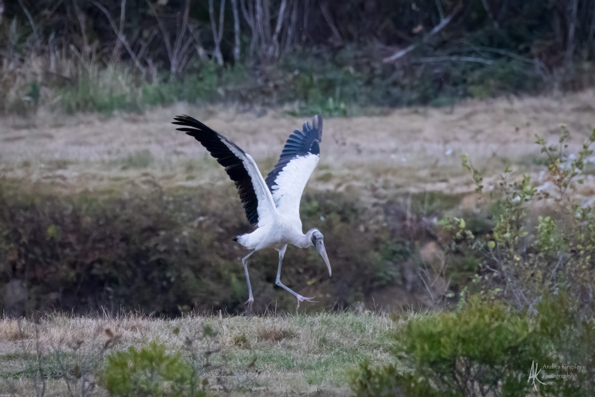 Wood Stork - ML646259029