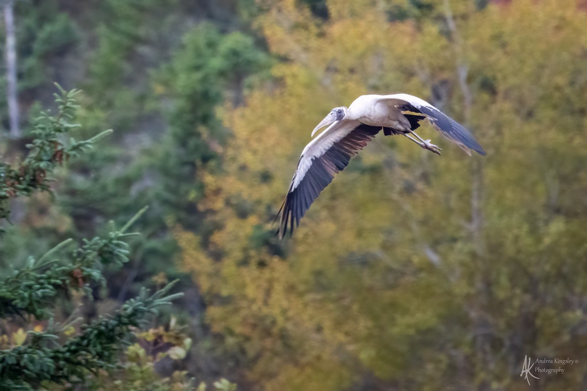 Wood Stork - ML646259030