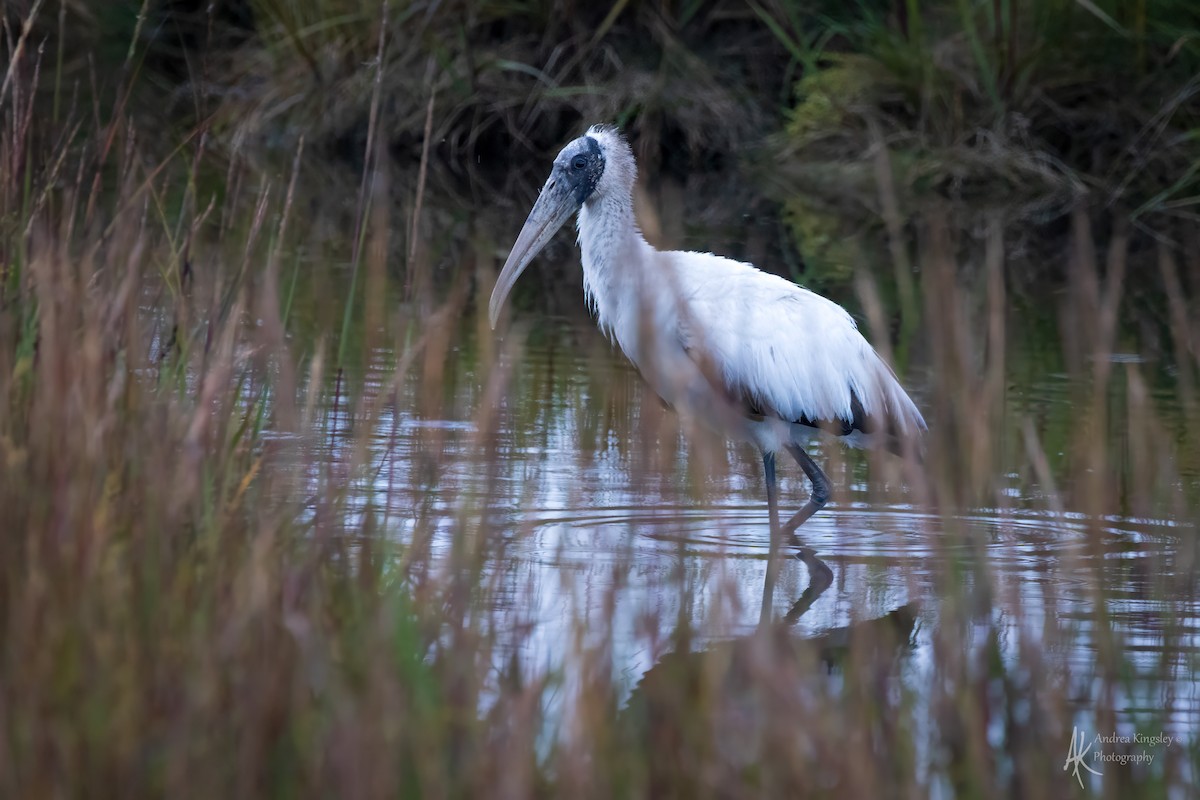 Wood Stork - ML646259031