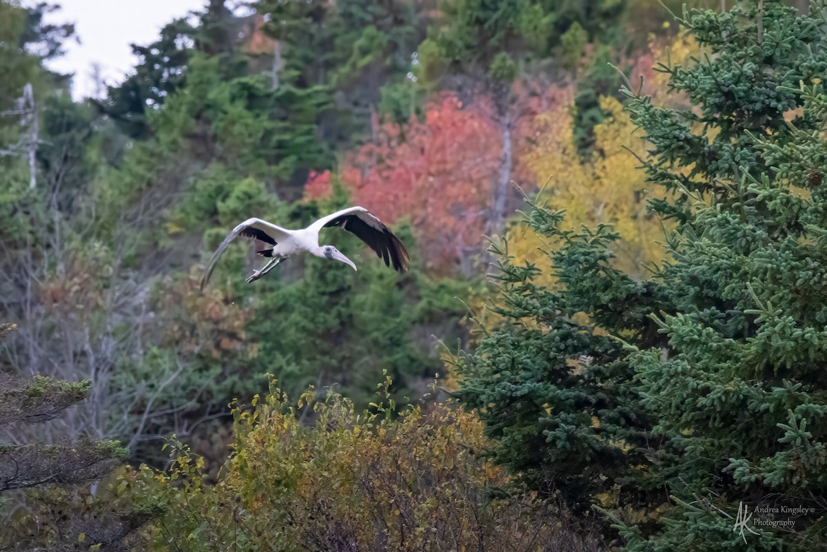 Wood Stork - ML646259032