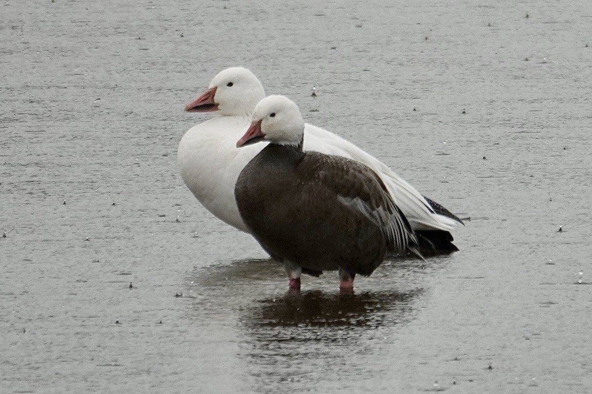 Гуска біла - ML646259033