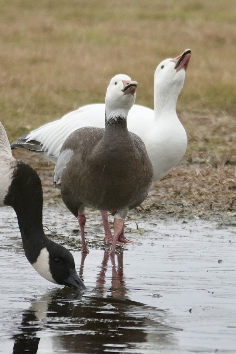 Snow Goose - ML646259034