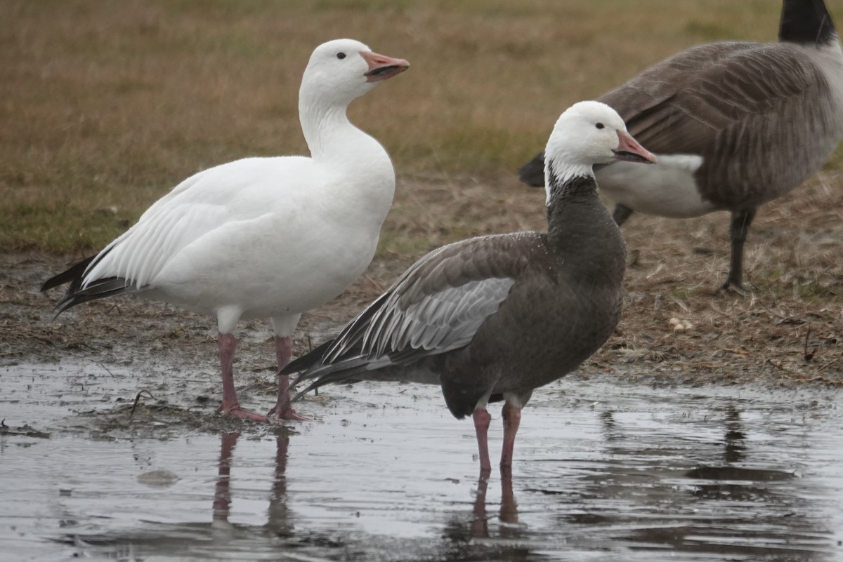 Snow Goose - ML646259035