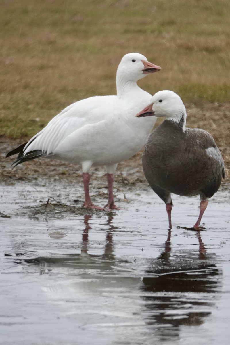 Snow Goose - ML646259036