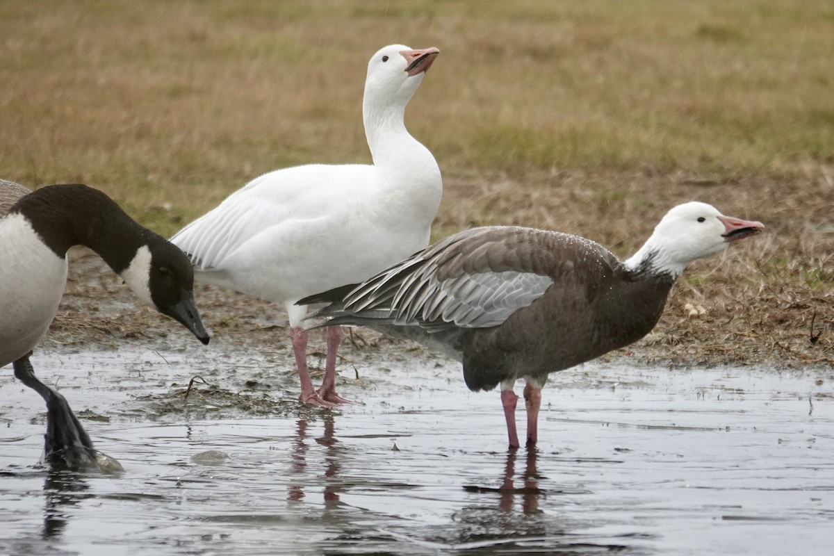 Snow Goose - ML646259037