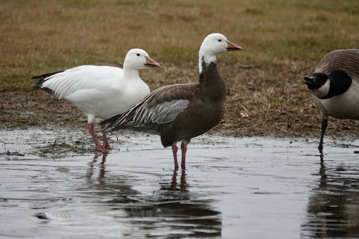 Snow Goose - ML646259038