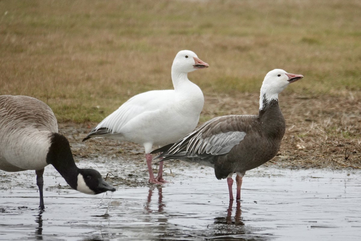 Snow Goose - ML646259039