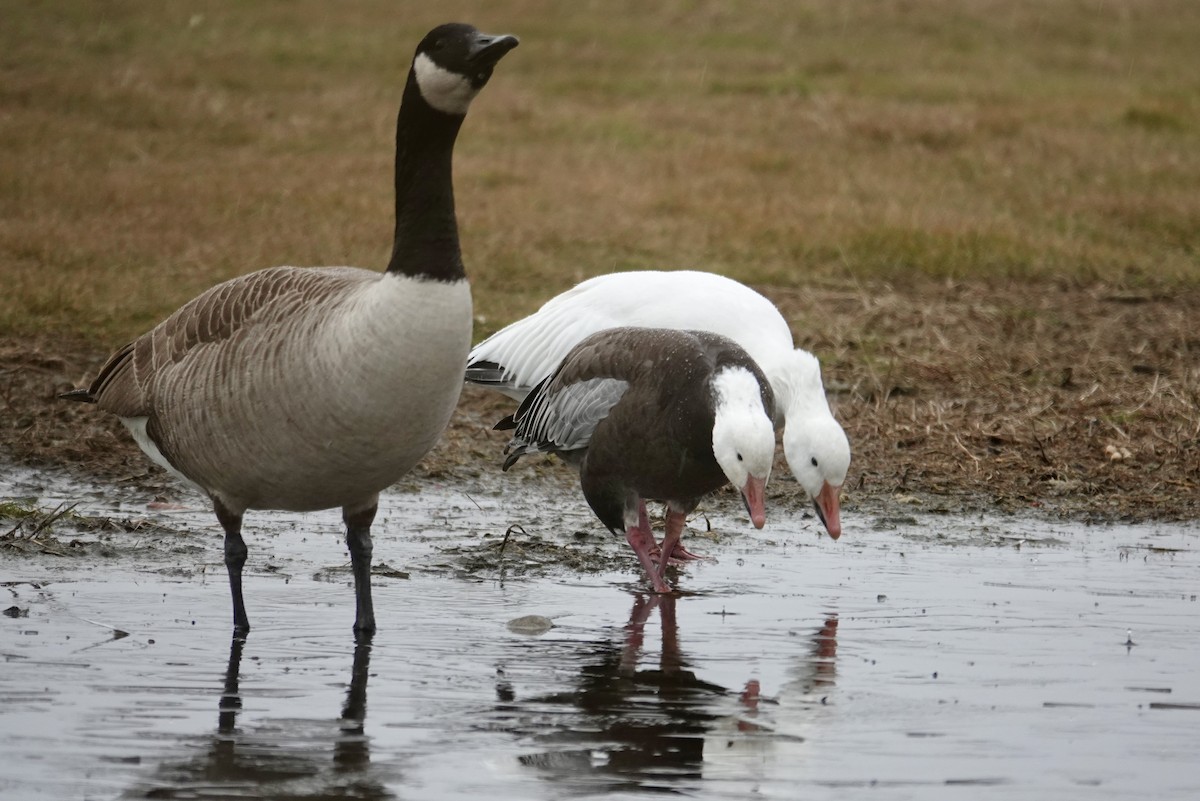 Snow Goose - ML646259040
