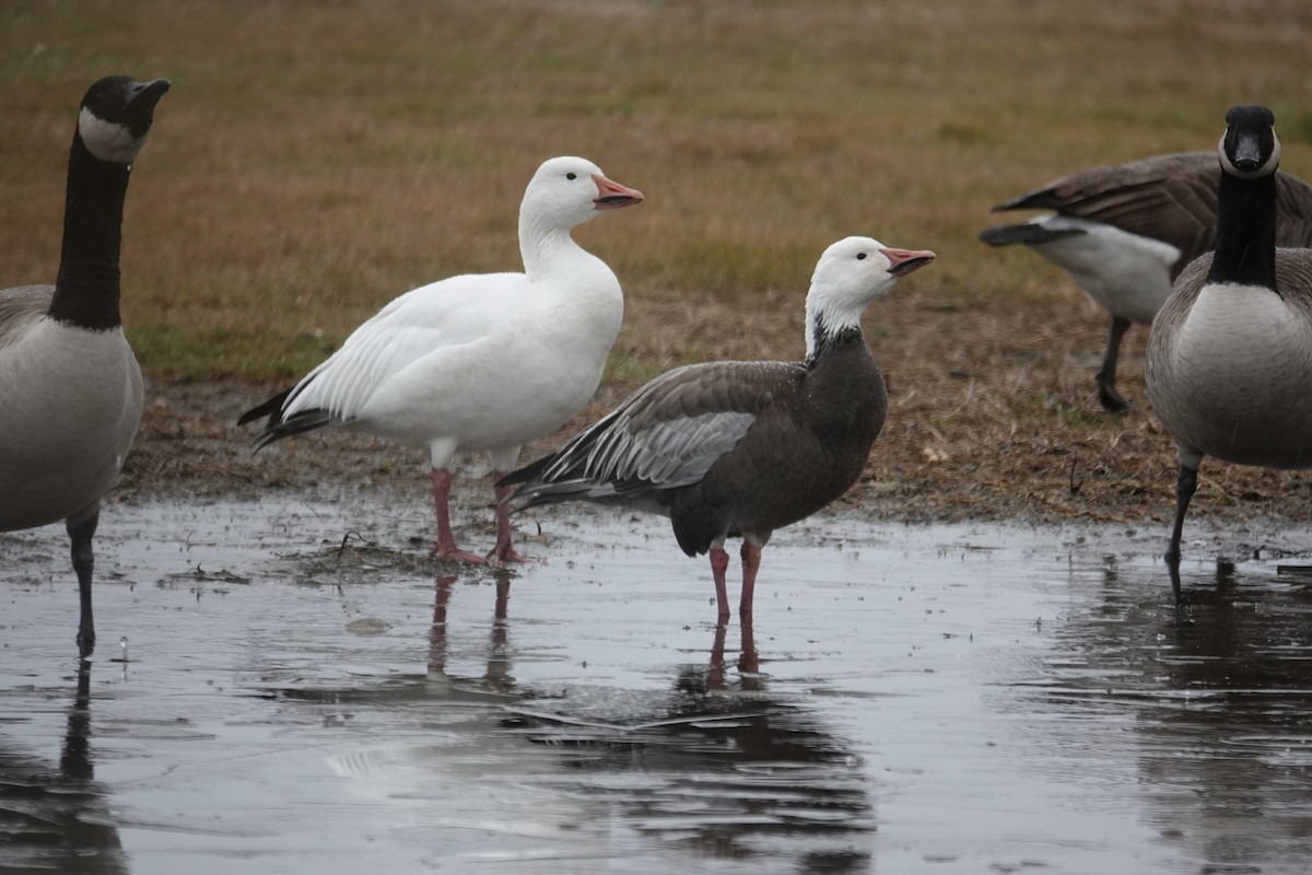 Snow Goose - ML646259042