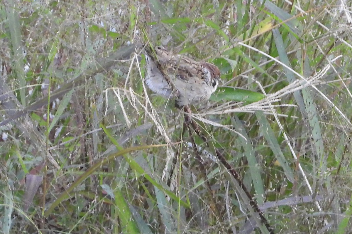 Eurasian Tree Sparrow - ML646259043
