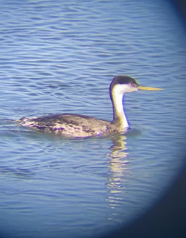 Western Grebe - ML646259044