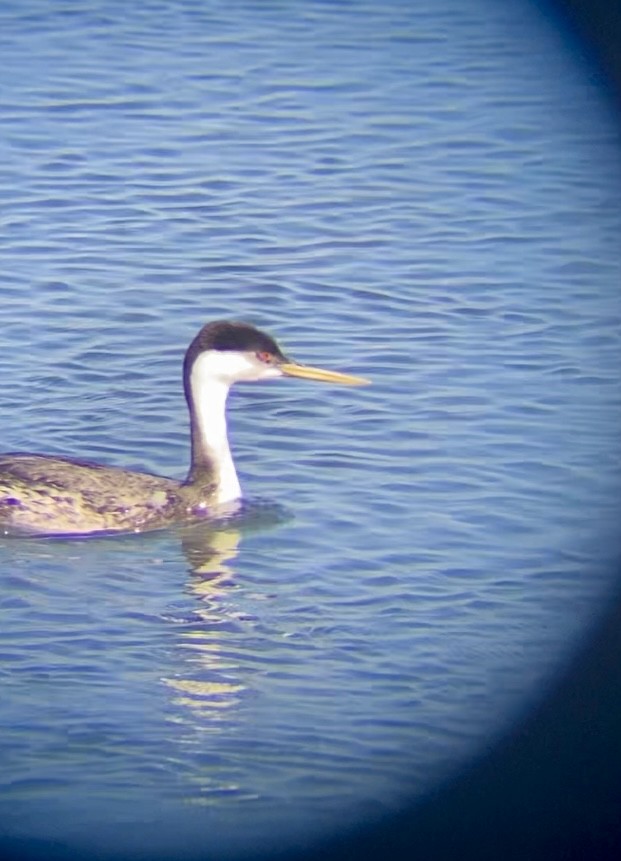 Western Grebe - ML646259045