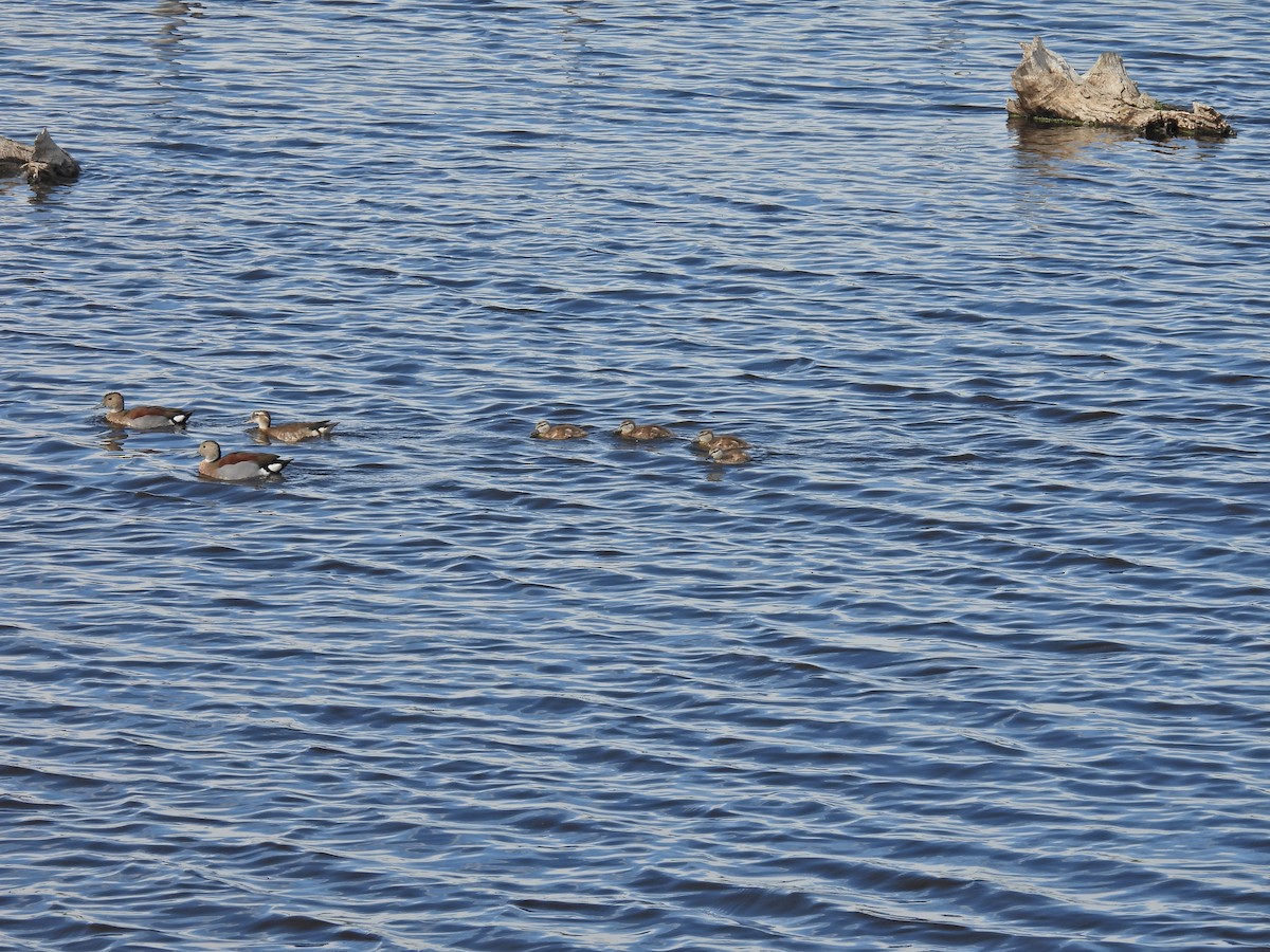 Чирянка болівійська - ML646259046