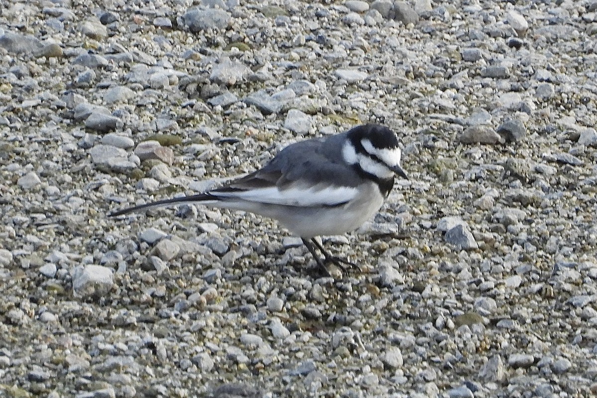 Плиска біла - ML646259051