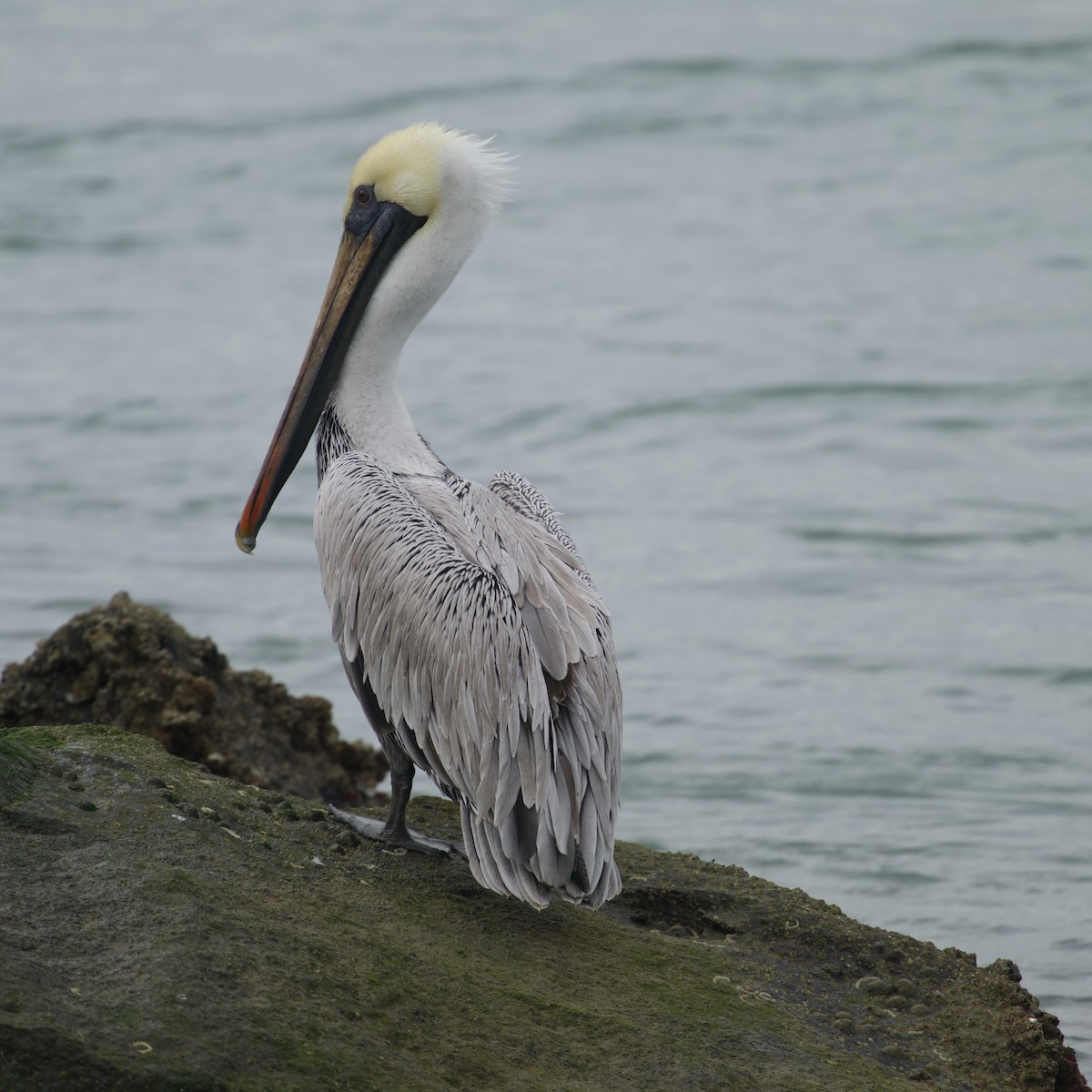 Пелікан бурий - ML646259053