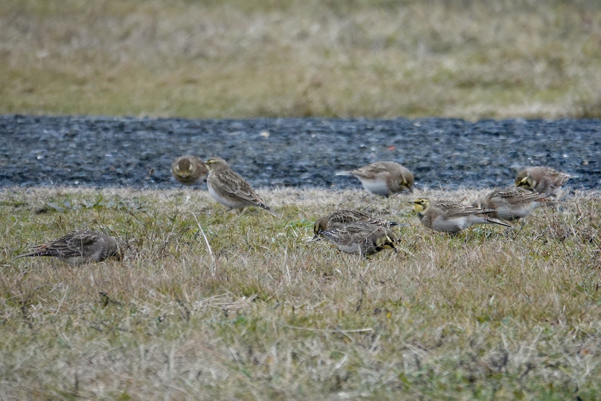 Ohrenlerche - ML646259054