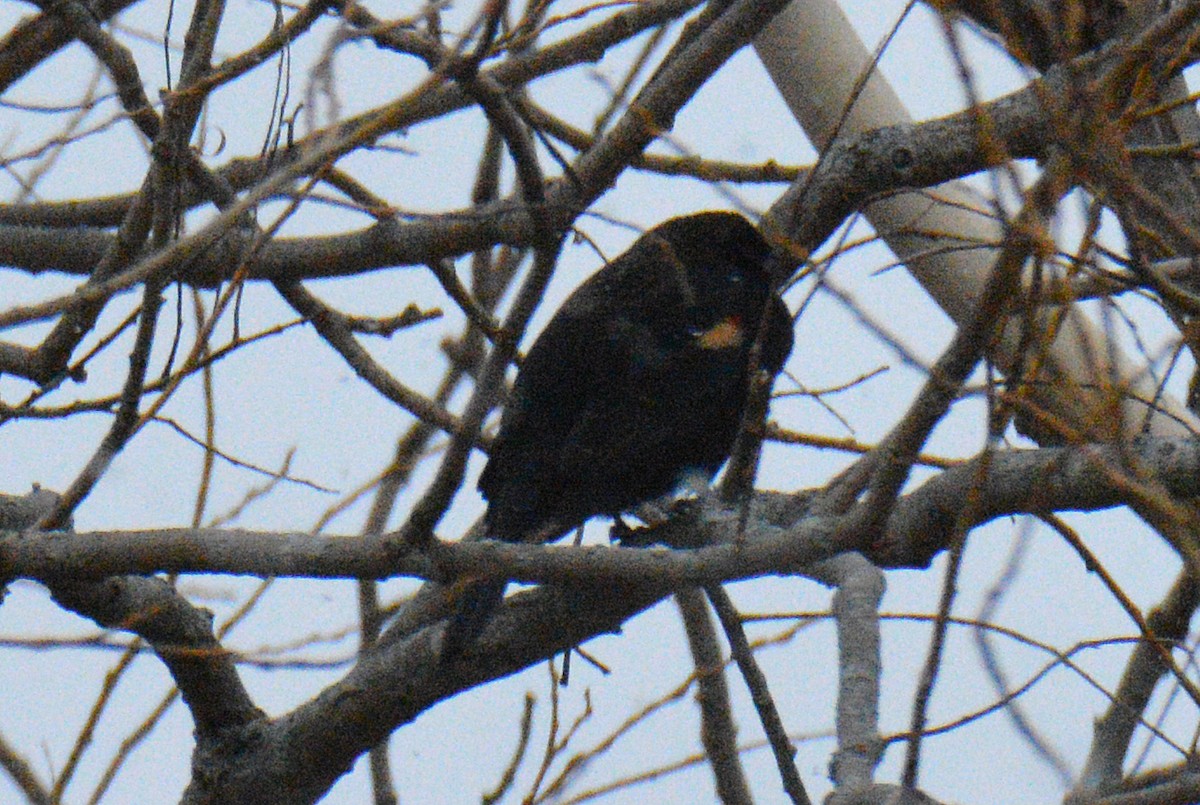 Еполетник червоноплечий - ML646259055