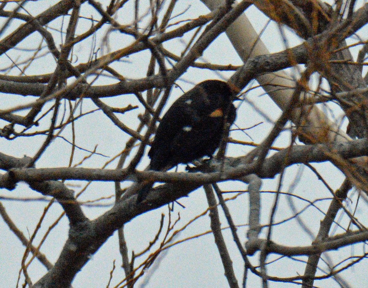 Еполетник червоноплечий - ML646259056