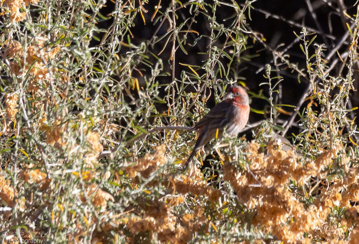 Чечевиця садова - ML646259058