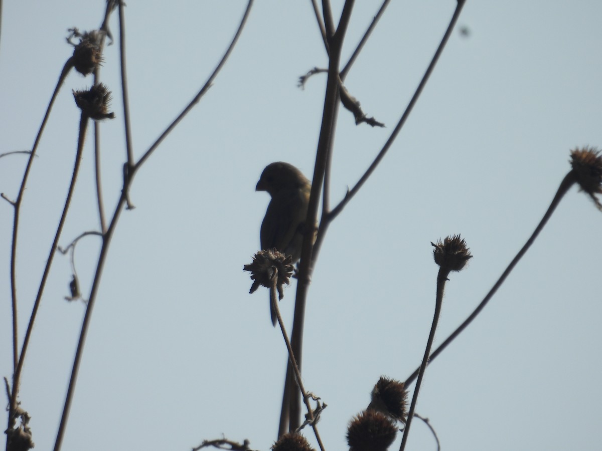 Зерноїд бурогузий - ML646259059