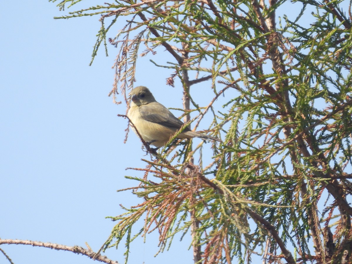 Зерноїд бурогузий - ML646259060