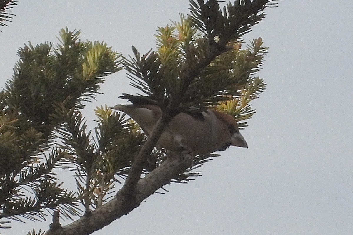 Костогриз - ML646259061