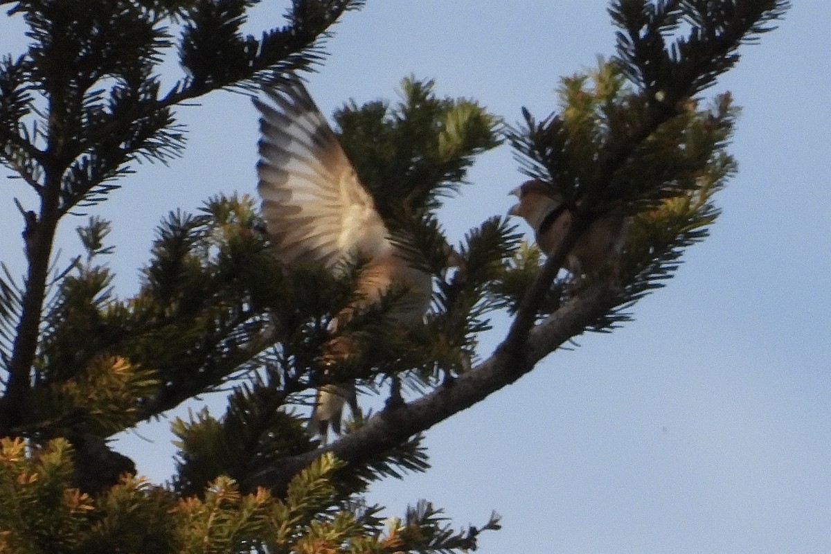 Костогриз - ML646259062