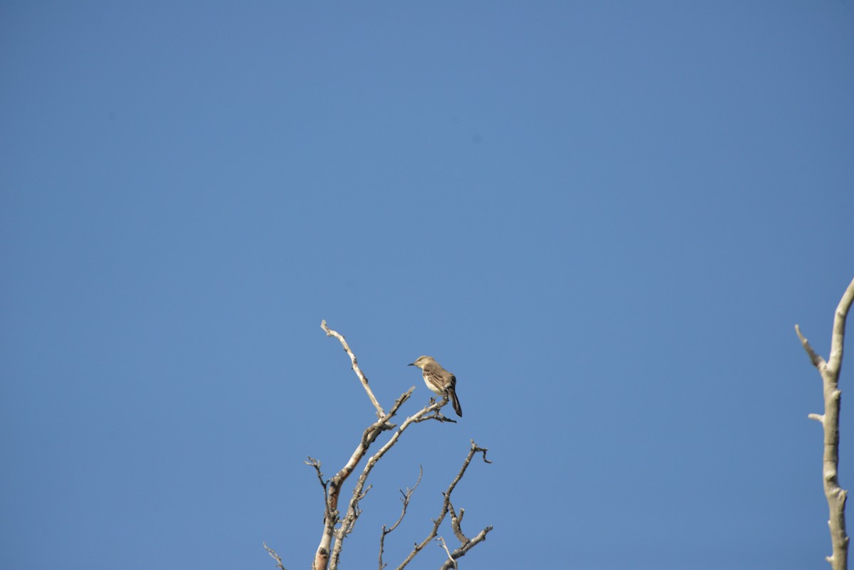 Пересмішник багатоголосий - ML646259063