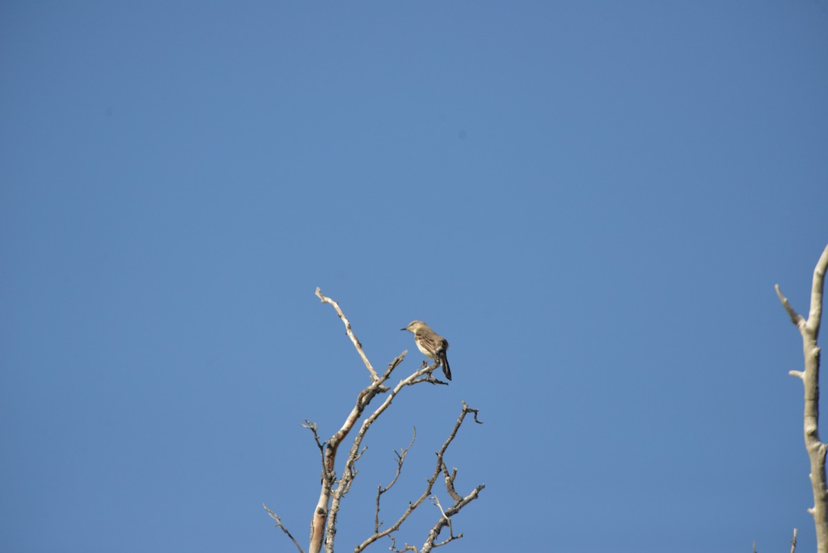 Пересмішник багатоголосий - ML646259064