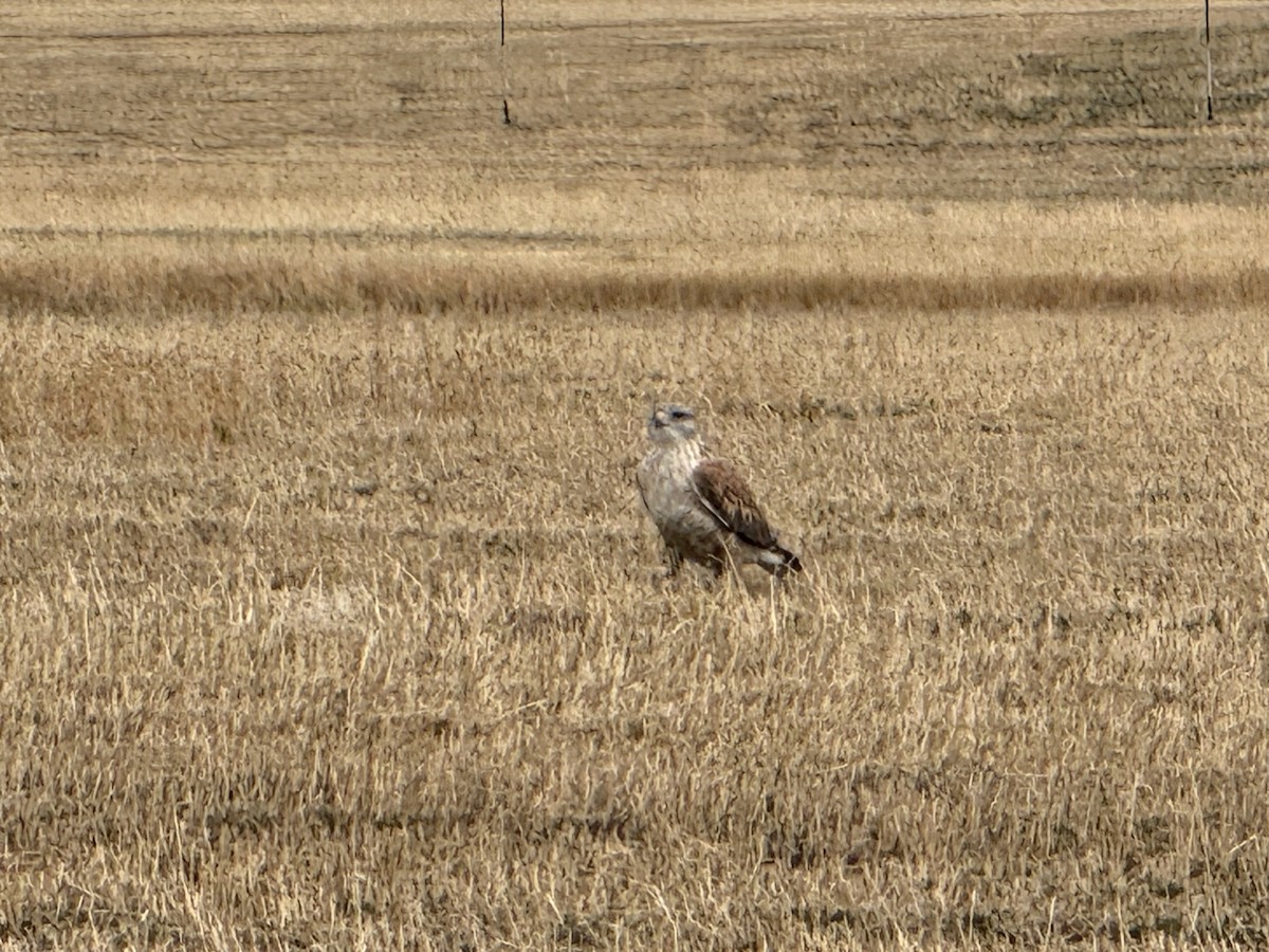 Канюк королівський - ML646259065