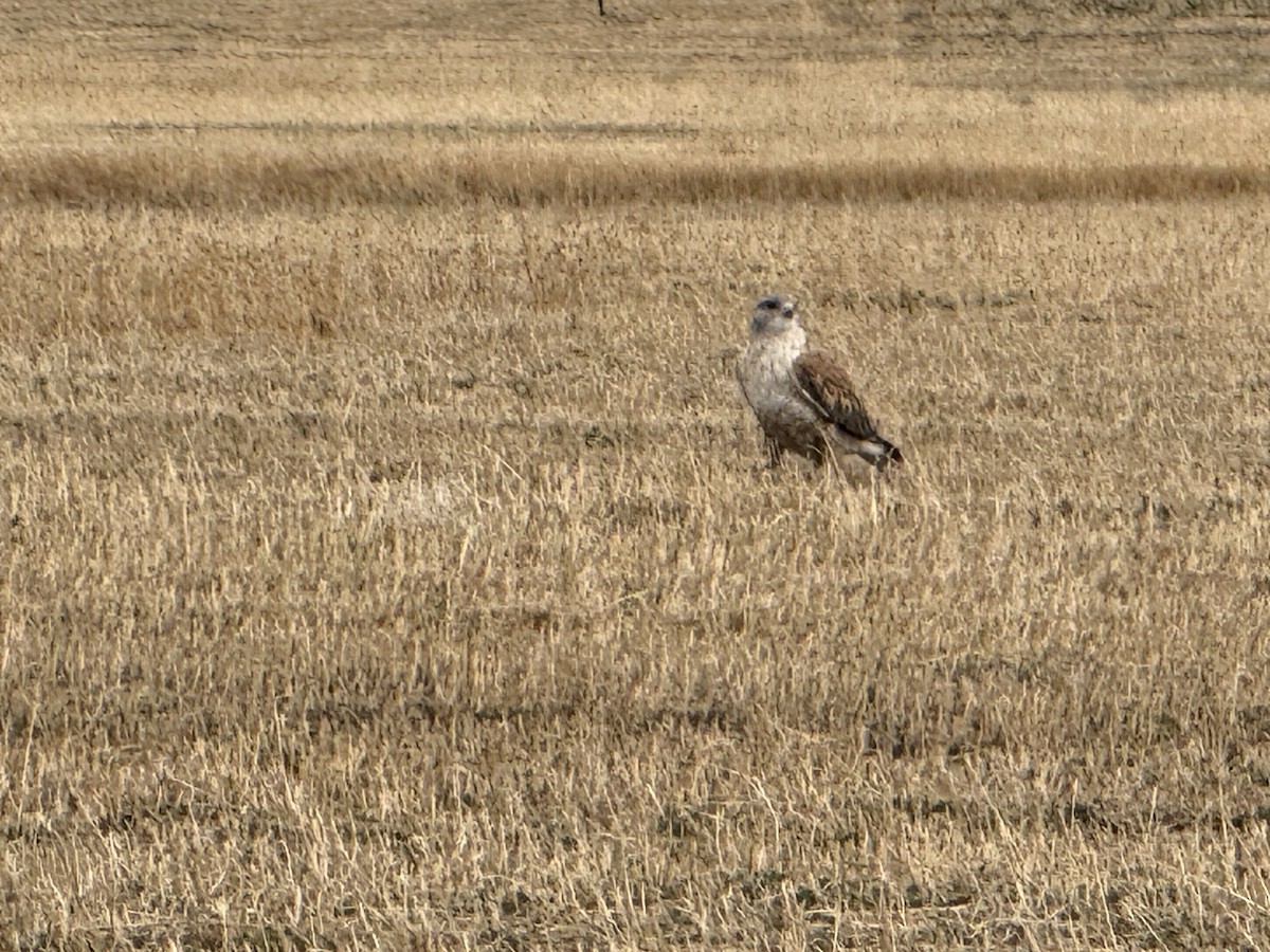 Канюк королівський - ML646259066