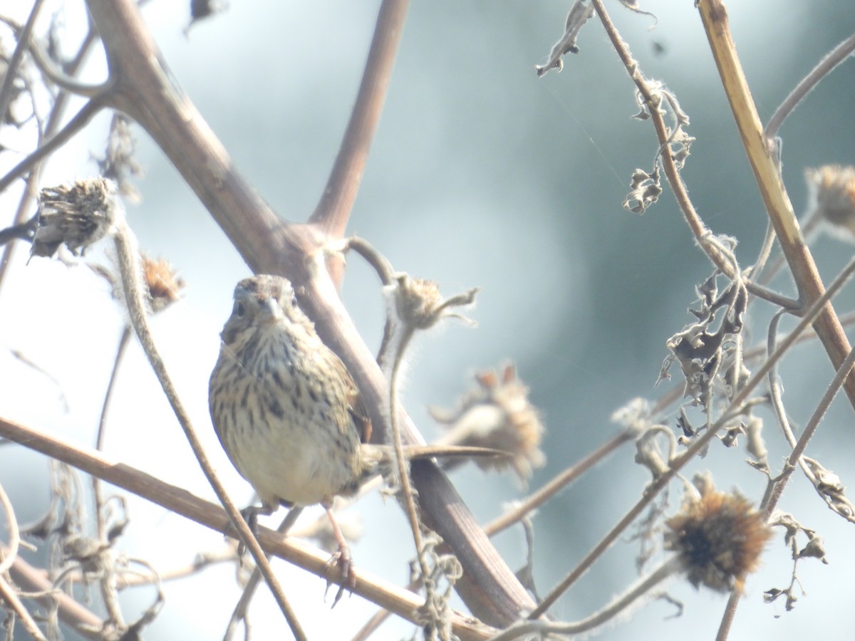 Пасовка вохриста - ML646259067