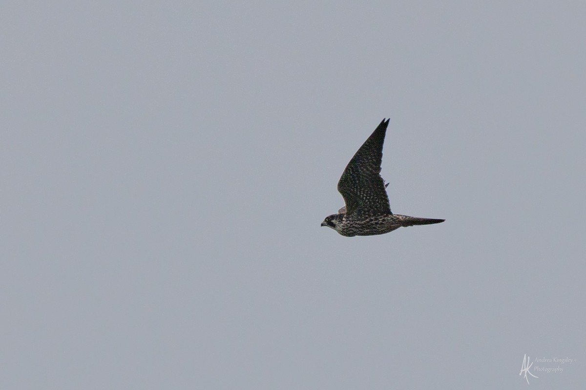 Сапсан - ML646259068