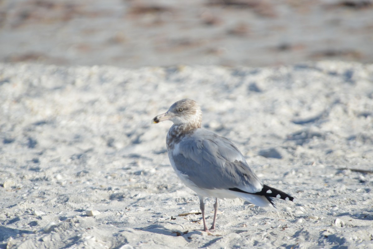 Мартин американський - ML646259069