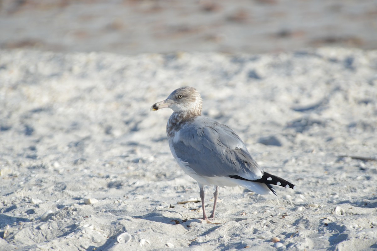 Мартин американський - ML646259070