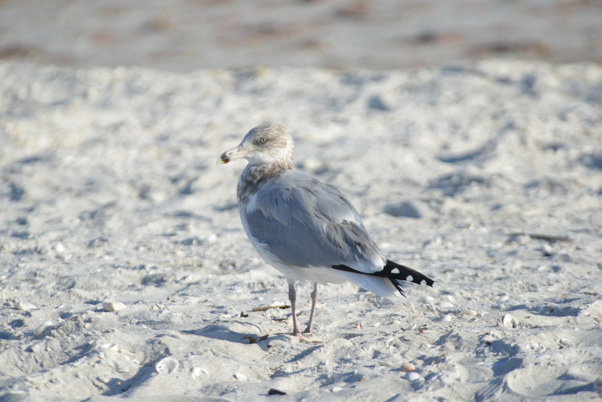 Мартин американський - ML646259071