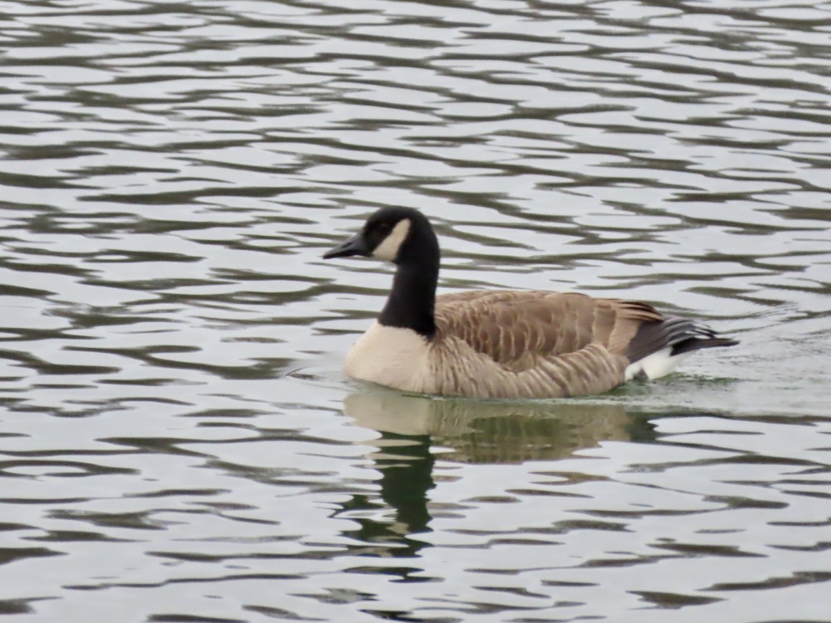 Казарка канадська - ML646259072