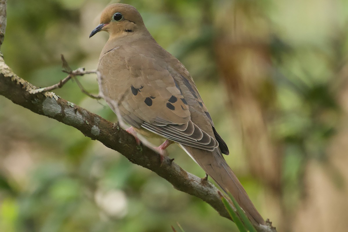 Зенаїда північна - ML646259073