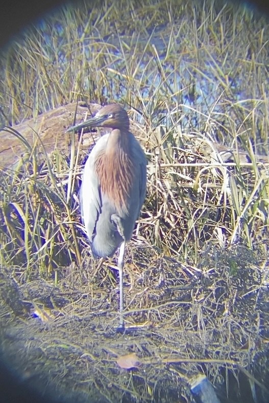 Чепура рудошия - ML646259074