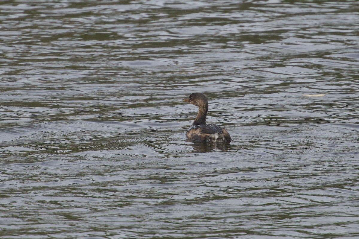 Пірникоза рябодзьоба - ML646259075